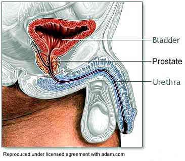 Kenőcs prosztatitis a férfiaknál A prostatitis népi kezelések kezelése