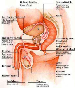 Prostate Diagram 2